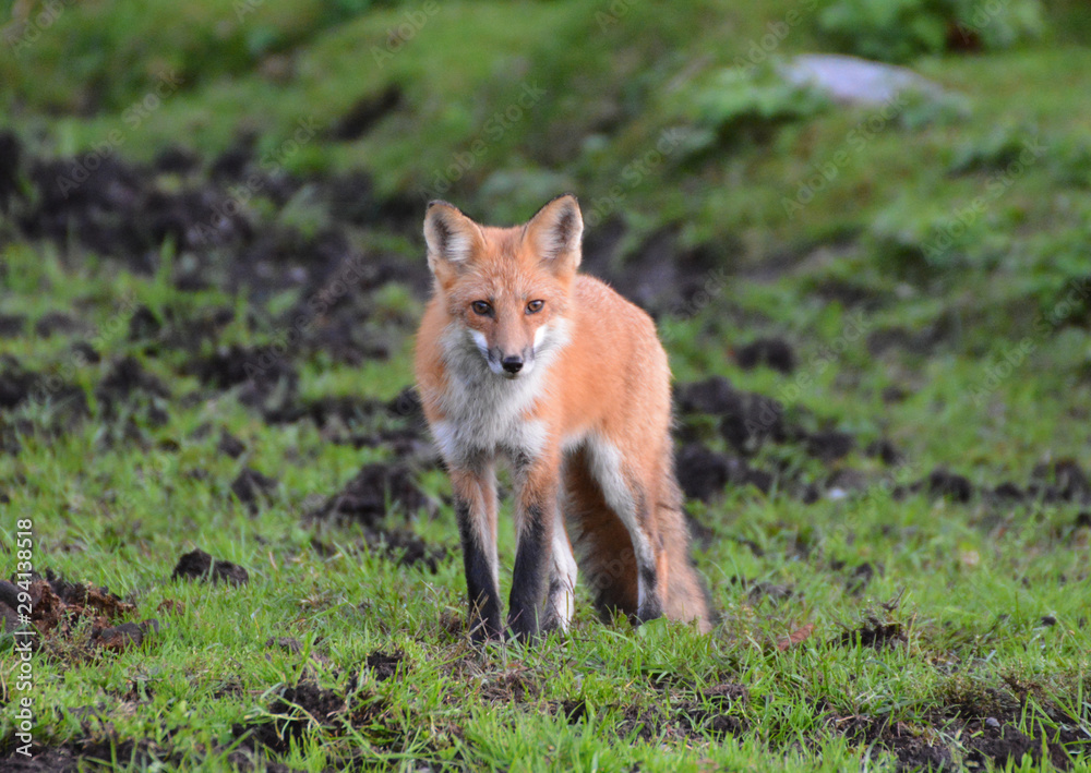Red fox Red fox