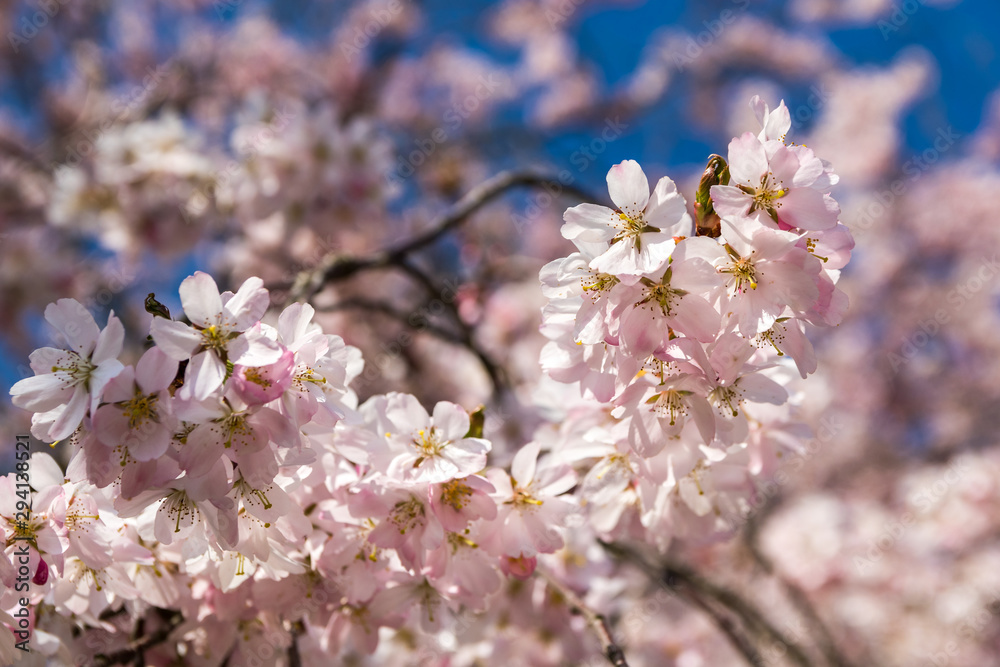 Blüten einer Zierkirsche Makro mit Bokeh Blüten einer Zierkirsche Makro mit Bokeh