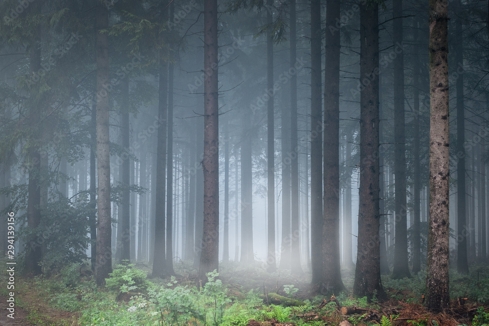 Nebelwald Nebelwald