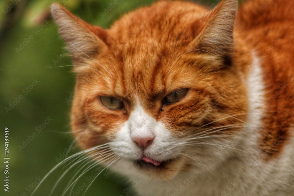 portrait of a cat