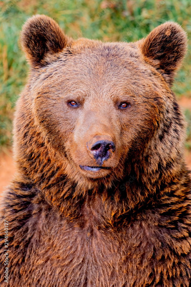Portrait of a brown spanish bear