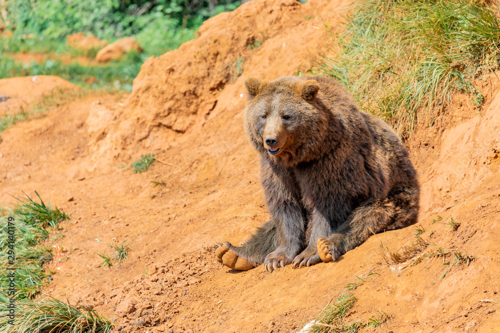 Fototapeta premium Beautiful brown spanish bear