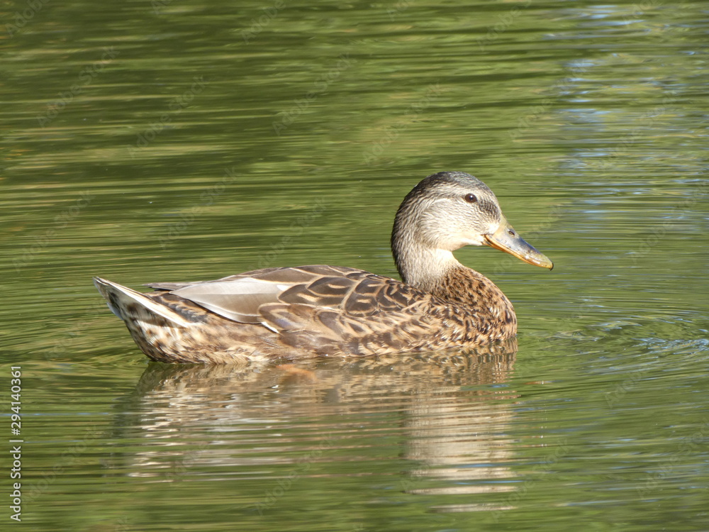 Female Mallard (Anas platyrhynchos) dabbling in the water Female Mallard (Anas platyrhynchos) dabbling in the water