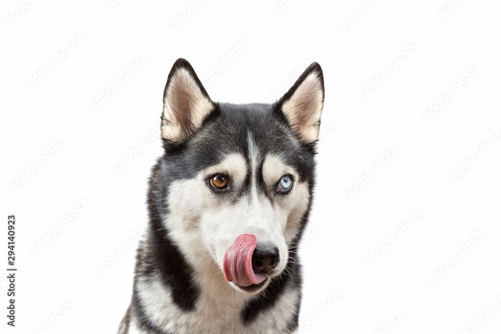 Funny husky dog wait treats and licking over white background. Dog is waiting dog treats