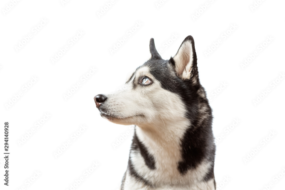 Funny husky dog with blue eye looking left and wait dof food with closed eyes on the white background. Dog is waiting dog treats