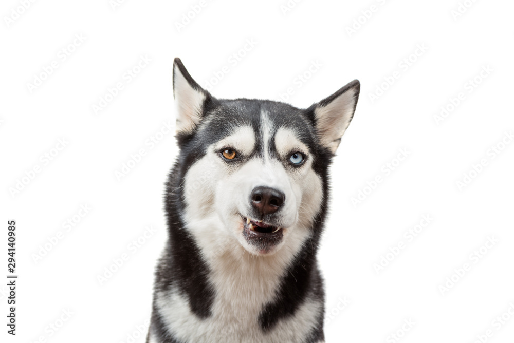 Cute husky dog wait dof food and licking nose on the white background. Dog is waiting dog treats