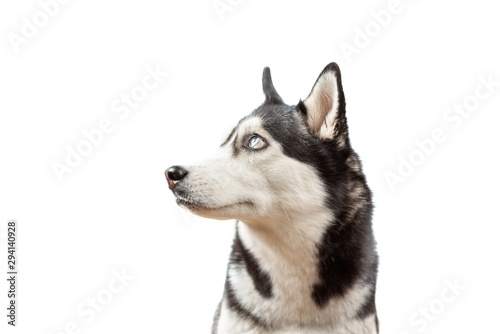 Funny husky dog with blue eye looking left and wait dof food with closed eyes on the white background. Dog is waiting dog treats