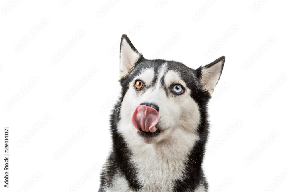 Funny husky dog wait treats and licking nose on the white background. Dog is waiting dog treats