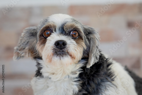 Small dog with sad expression © Gelpi