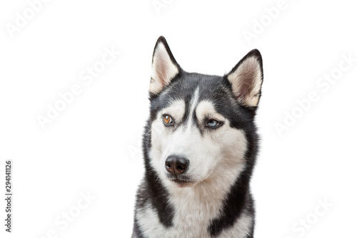 Fototapeta Naklejka Na Ścianę i Meble -  Funny husky dog wait treats over the white background. Dog is waiting dog treats