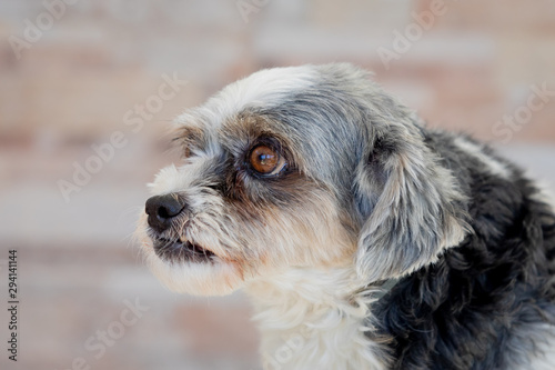 Small dog with sad expression © Gelpi