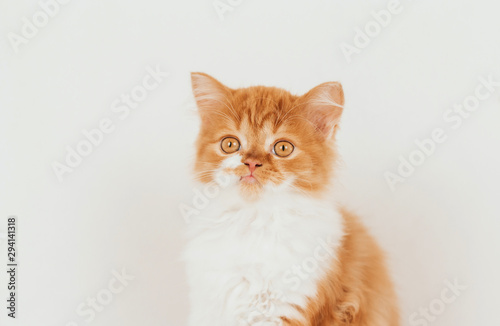  Fluffy ginger kitten on a white background.