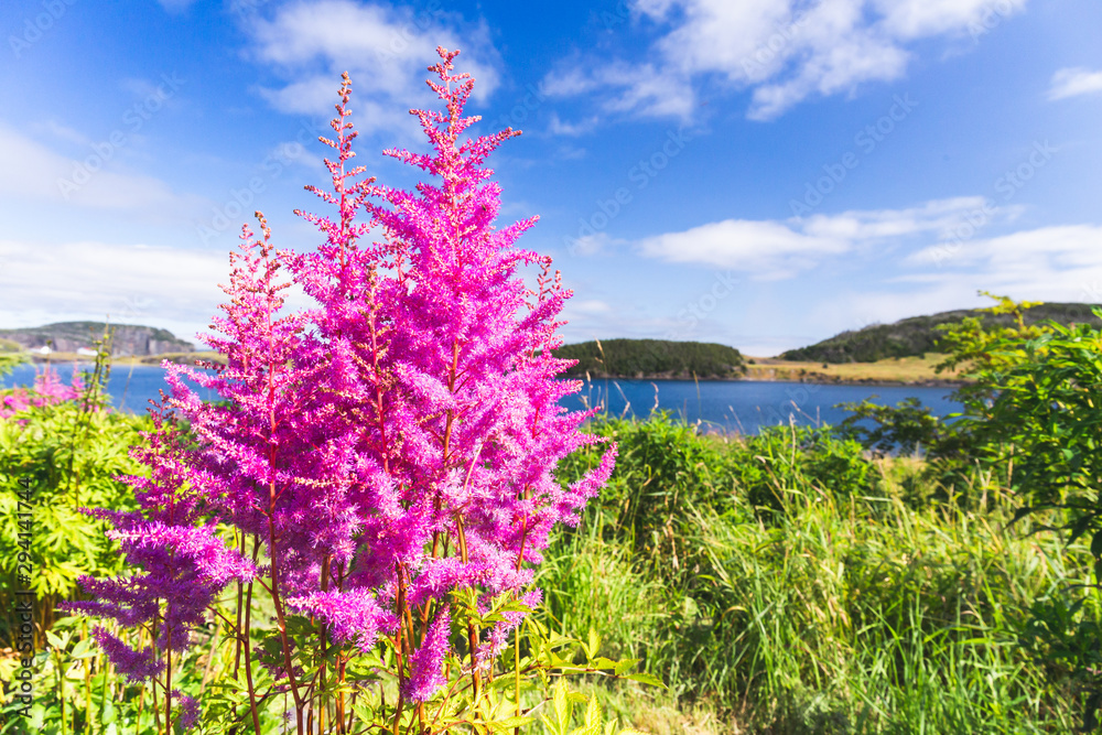 Obraz premium Purple and pink garden lupin wild flowers in Newfoundland