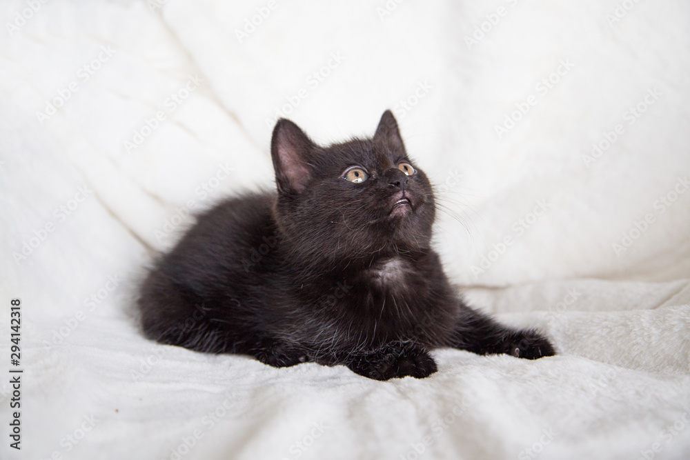 Chaton Noir Stock Photo Adobe Stock