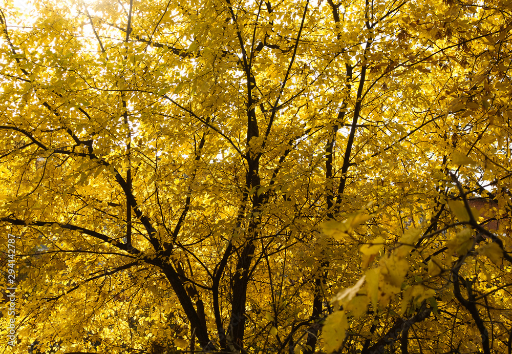Beautiful autumn view. A tree with yellow leaves. Beautiful autumn view. A tree with yellow leaves.