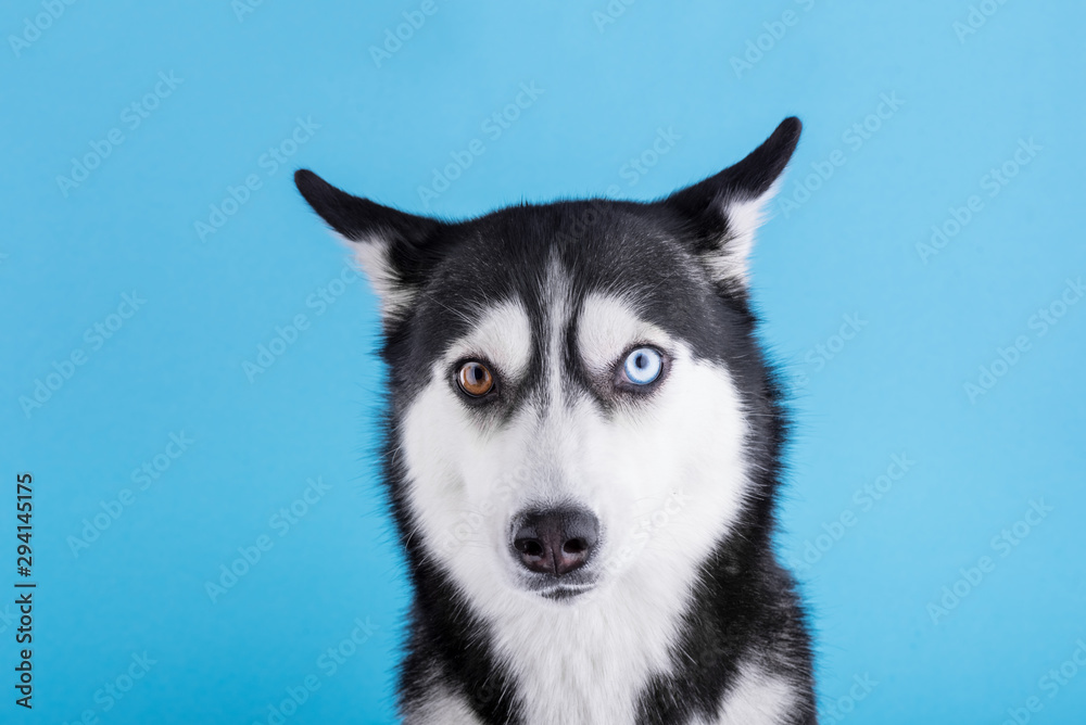 Bi-eyed husky dog wait dog treats on a blue studio background, dog wait for food