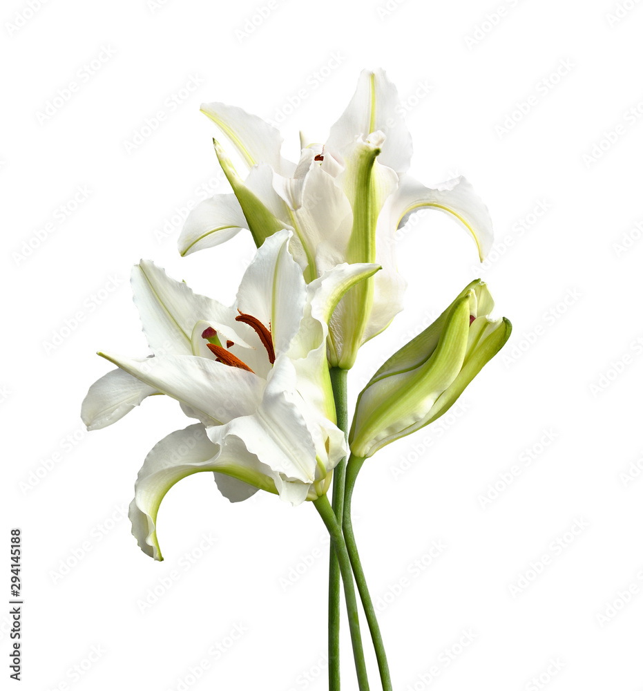 Obraz premium Lily flower and bud in a bouquet
