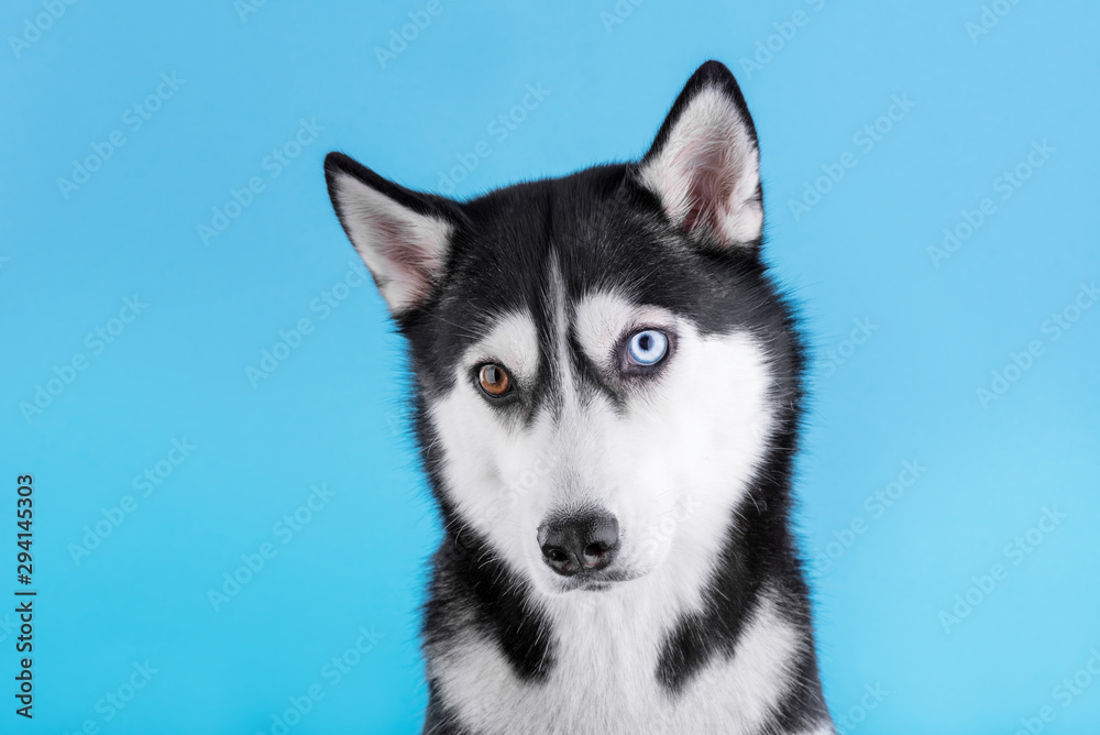 Bi-eyed husky dog on a blue studio background, dog wait for food