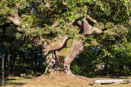 Alter Eichenbaum der Rhön