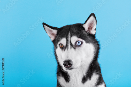 Fototapeta Naklejka Na Ścianę i Meble -  Bi-eyed husky dog on a blue studio background, concept of dog emotions
