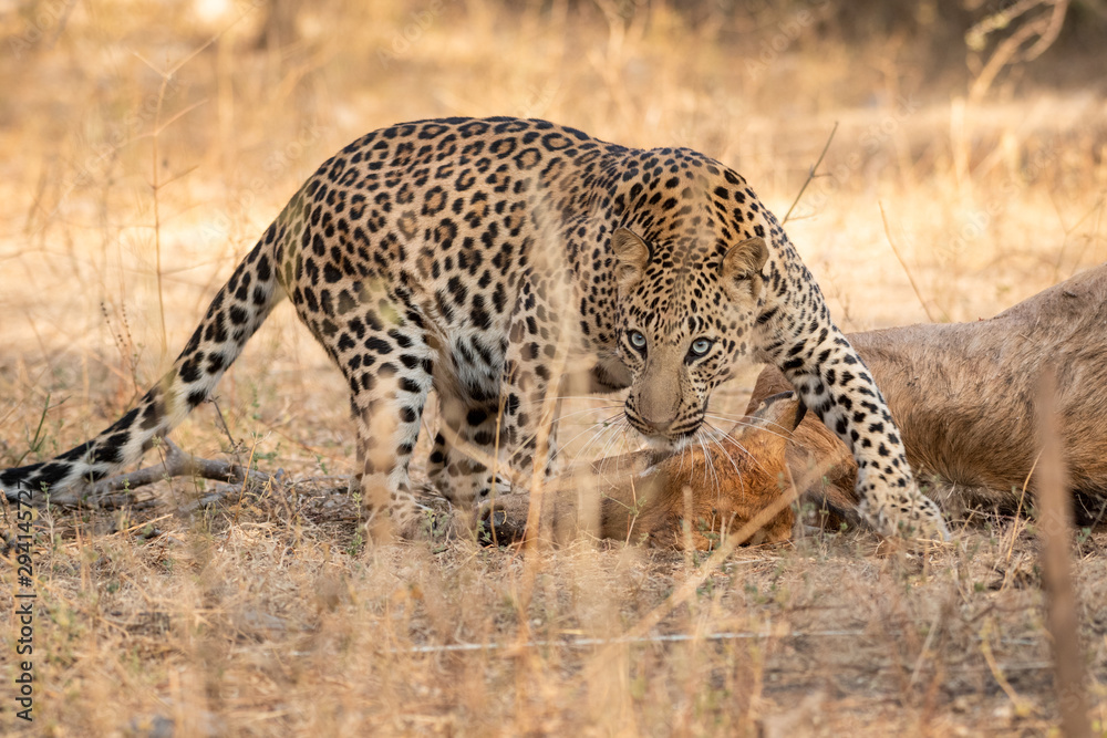 Indian Leopard or Panther with blue bull nilgai kill. Early morning Wildlife scene Leopard hunting largest Asian antelope in dry deciduous Forest at Ranthambore National Park India - Panthera pardus Indian Leopard or Panther with blue bull nilgai kill. Early morning Wildlife scene Leopard hunting largest Asian antelope in dry deciduous Forest at Ranthambore National Park India - Panthera pardus