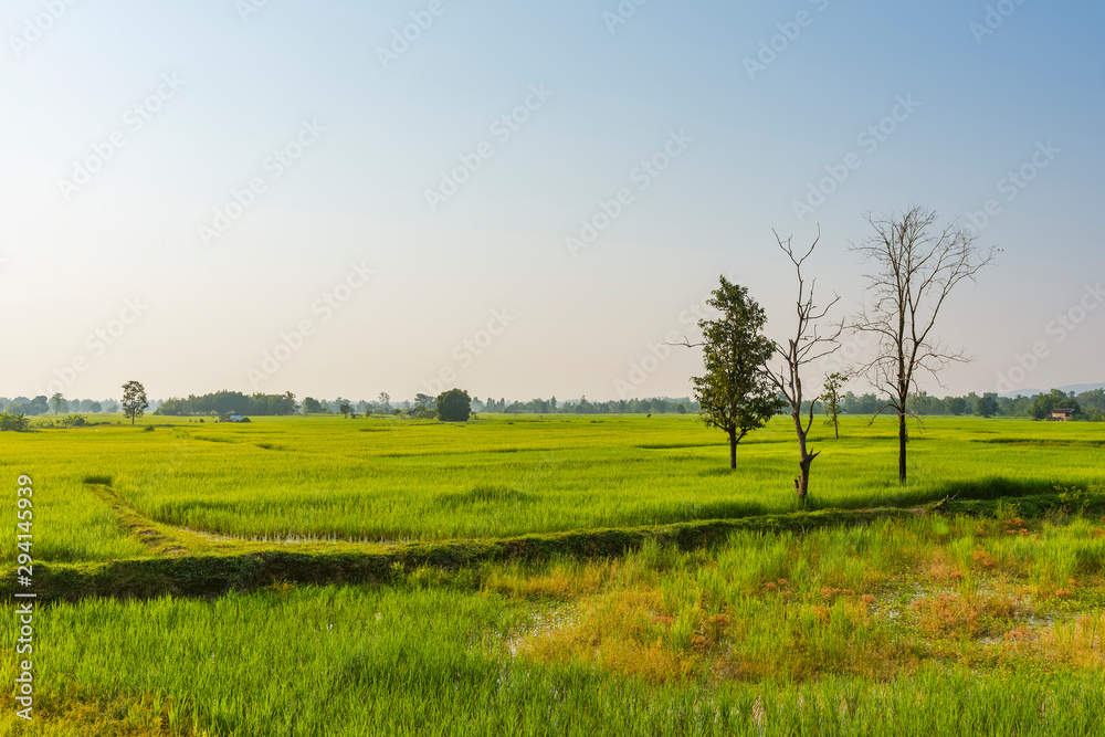 Terraced rice fields in the morning sun in rainy season