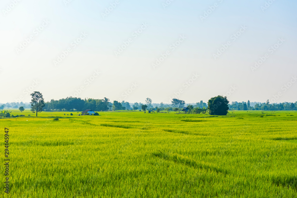 Terraced rice fields in the morning sun in rainy season