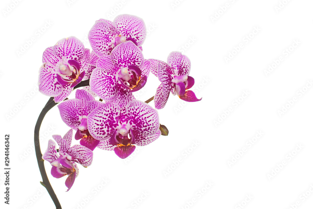 Fototapeta premium Orchid flowers branch isolated on white