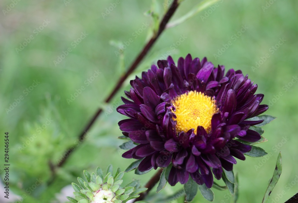 Fototapeta premium flowers Astra in the garden