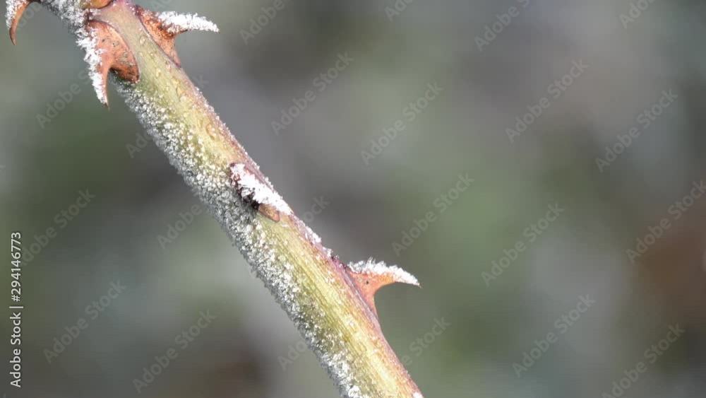 Die Dornen von einer Hagebutte im Winter mit viel Frost und Eiskristallen Die Dornen von einer Hagebutte im Winter mit viel Frost und Eiskristallen