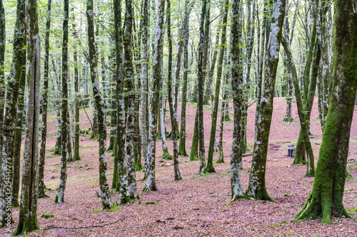 parco nazzionake dell' aspromonte