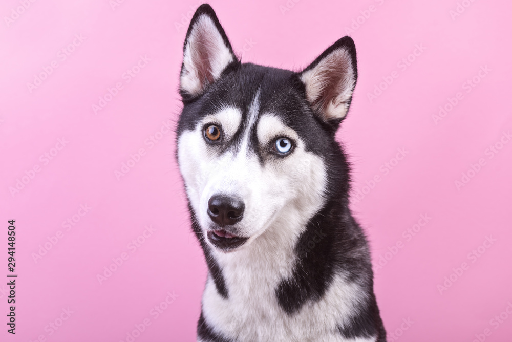 Surprised dog husky with lazy-eyes on the magenta background