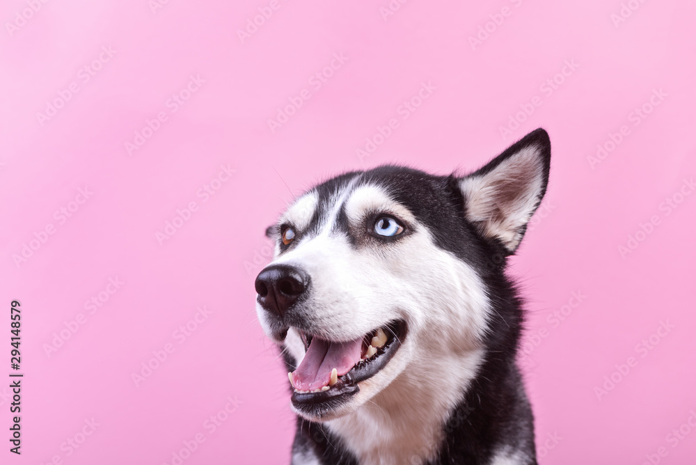 Fototapeta premium Smiling bi-eyed husky dog with raising one ear looking and waiting food. Dog wait treats, moked up
