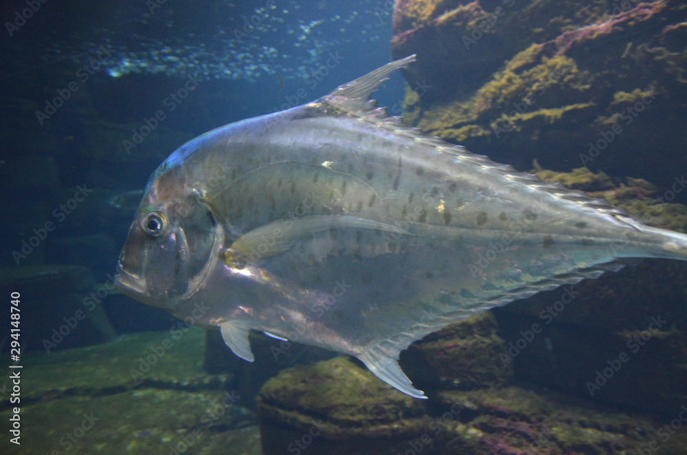 Fototapeta premium Lockdown fish Selene dorsalis Atlantic, aquarium Berlin Germany