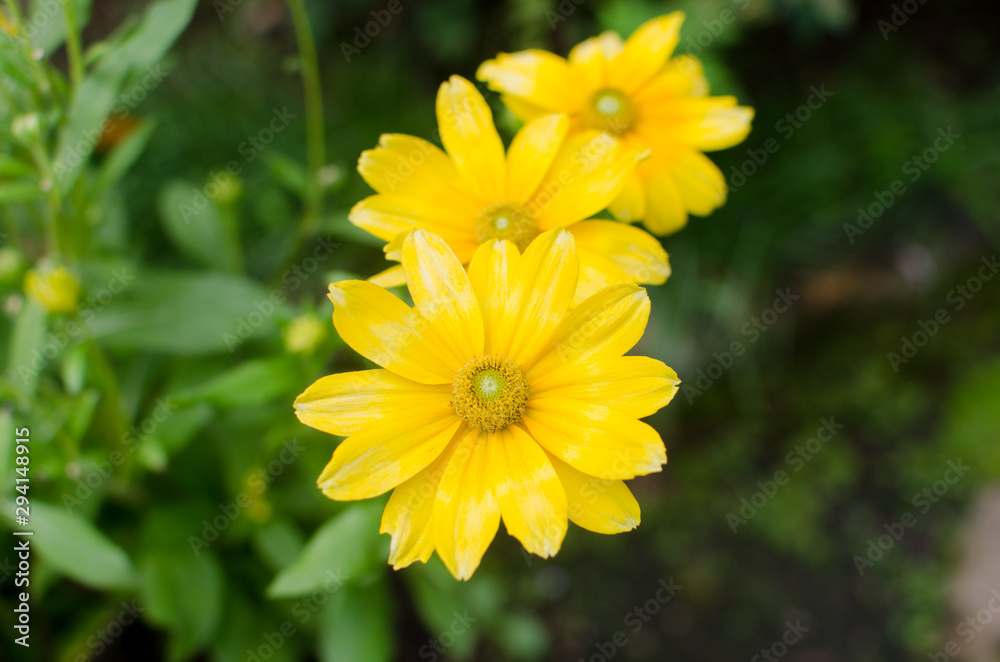 Fototapeta premium Yellow Flower. Coreopsis Drummondii In Garden.