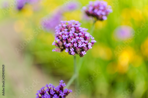 Purple Flowers. Verbena Offcinalis In Graden.