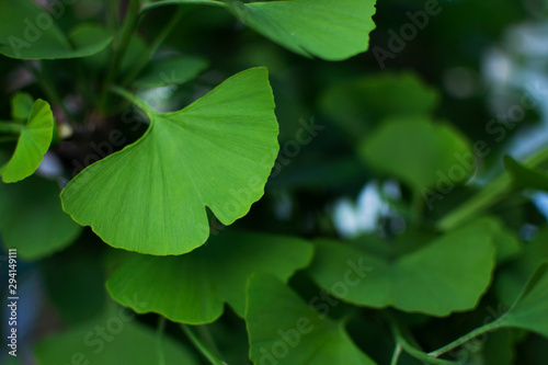 Leaf ginkgo biloba.