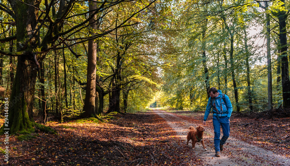 Wanderer mit Hund auf Wanderweg im herbstlichen Wald / Hiker with dog on hiking trail in forest during fall Wanderer mit Hund auf Wanderweg im herbstlichen Wald / Hiker with dog on hiking trail in forest during fall