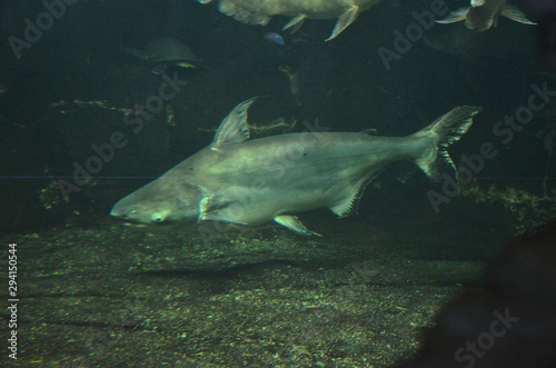 Shark in the aquarium of Berlin (Germany)