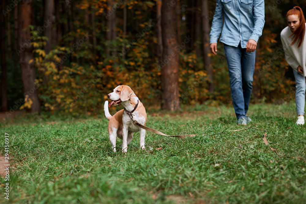 nice dog is walking in the forest with owners, cropped photo. copy space