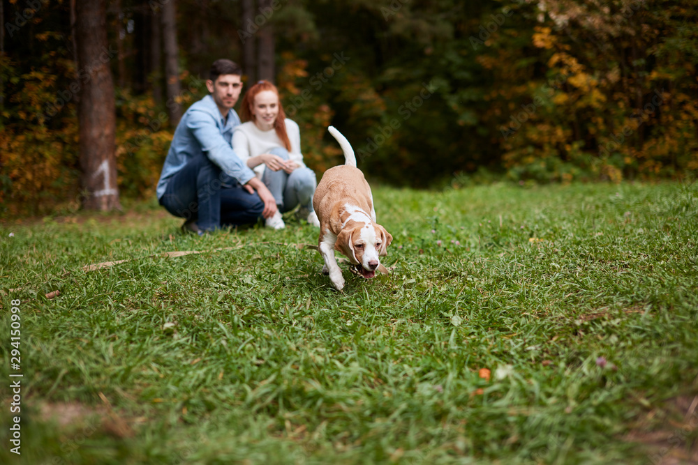 Obraz premium beagel looking for a stick, toy in the grass, pet searching stick, food. full length photo. blurred background
