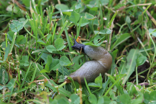 a big gray slug creeps along the grass on the lawn