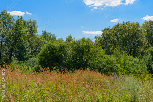 Summer landscape with tall grass in the meadow in front of the forest