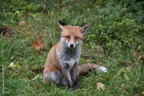 Renard