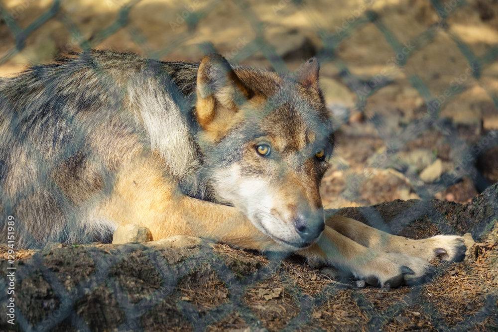 Fototapeta premium Wolf hinterm Zaun