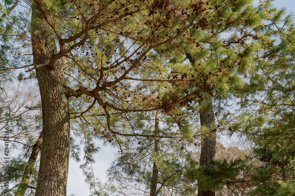 Obraz premium 御油の松木並木