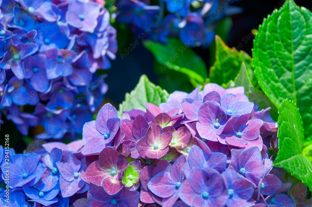 Blue hydrangea macrophylla (Hydrángea) in the garden.