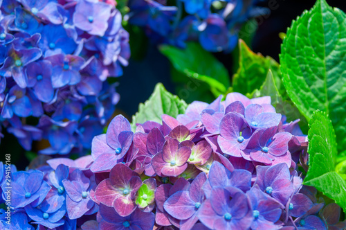 Blue hydrangea macrophylla  Hydr  ngea  in the garden.