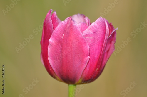 Tulpen im Garten