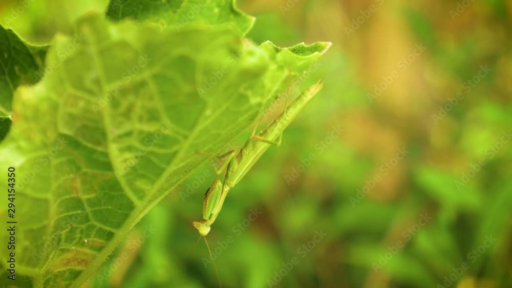 Green Praying Mantis on Leaf Green Praying Mantis on Leaf